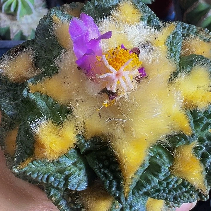 金毛哥斯拉203仙人球