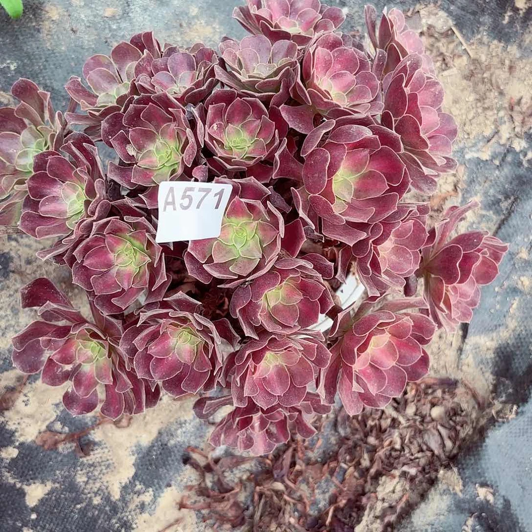花纳法师1-9偏远不包邮