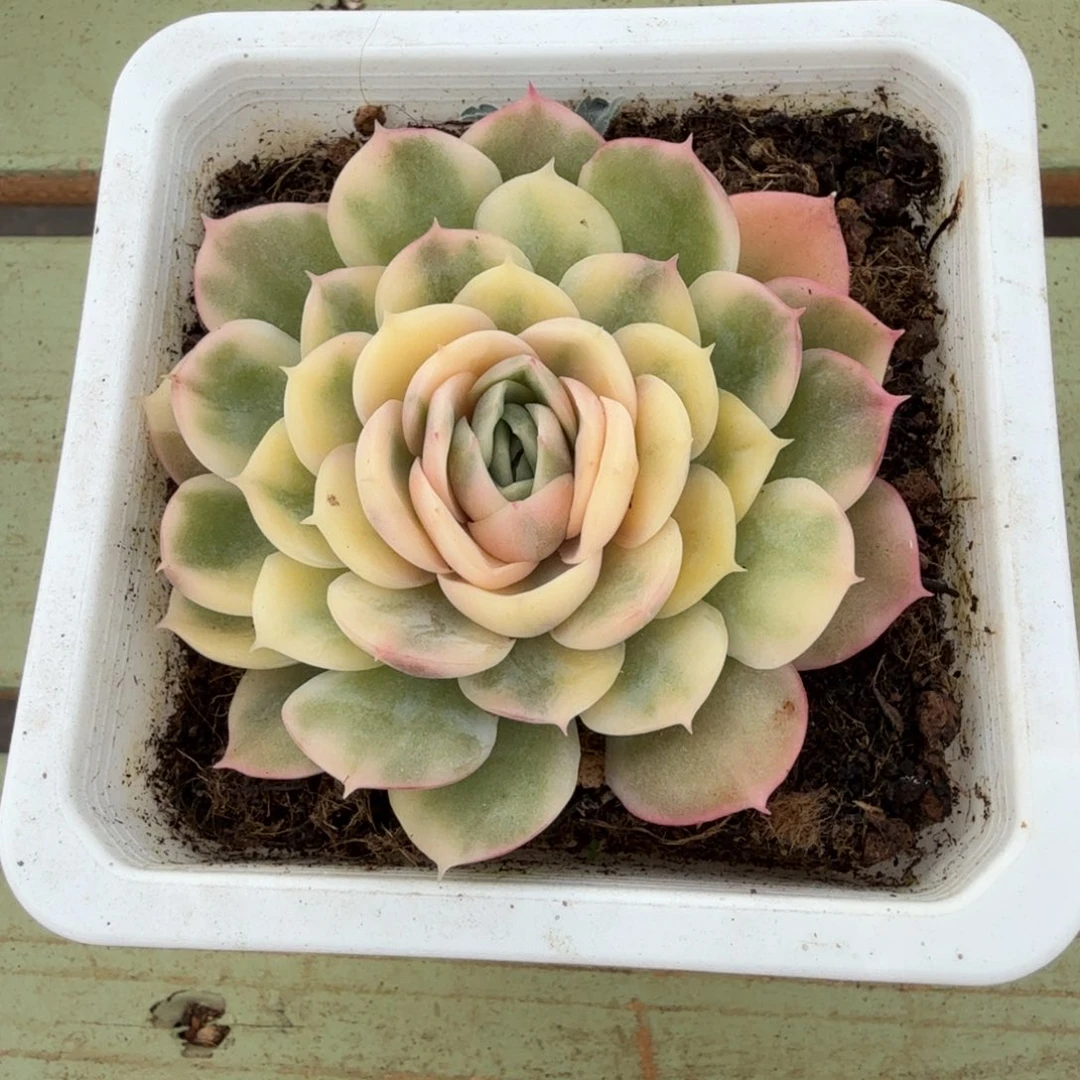 绿体昂锦上园艺一物一拍