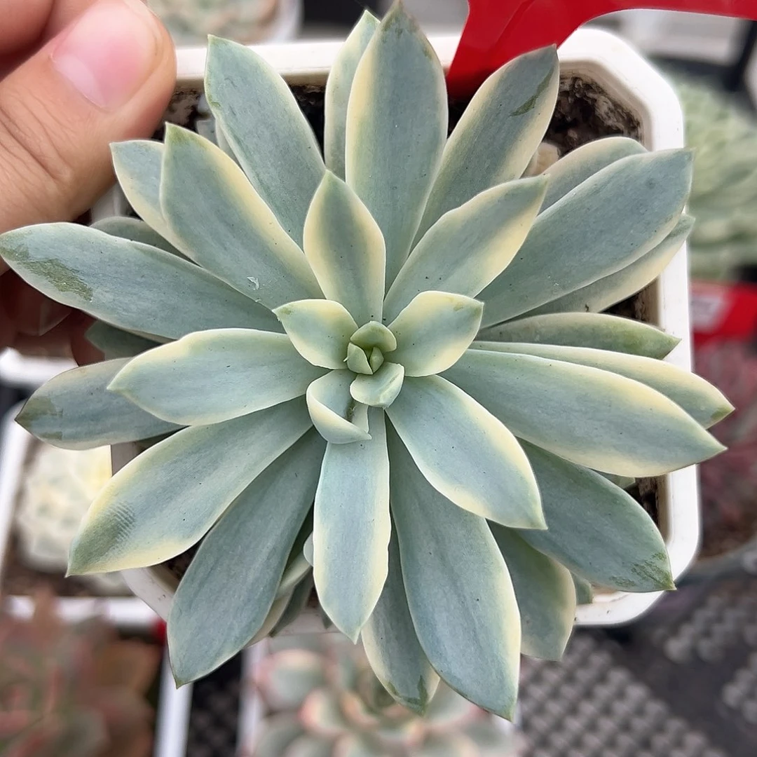 140号太阳神锦多肉植物