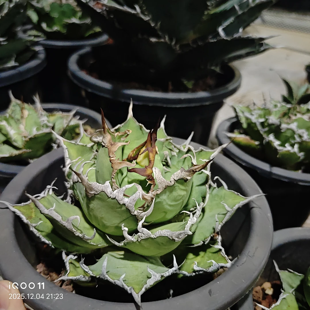 仁王冠龙舌兰多肉植物一物一拍
