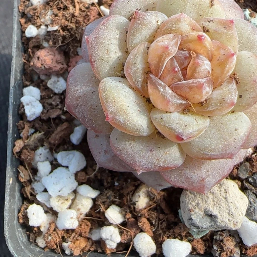 小卡拉米糖心一物一拍