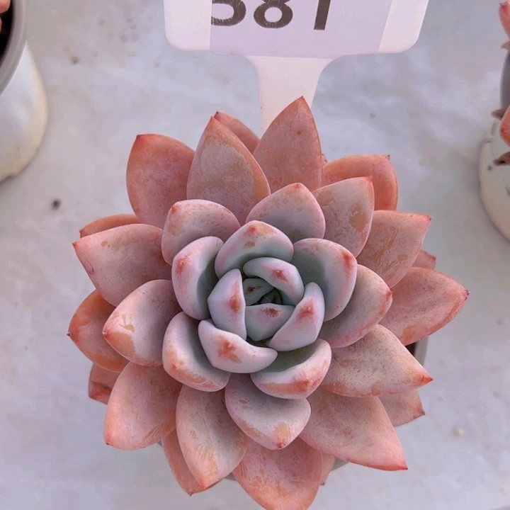 健健康康平平安安