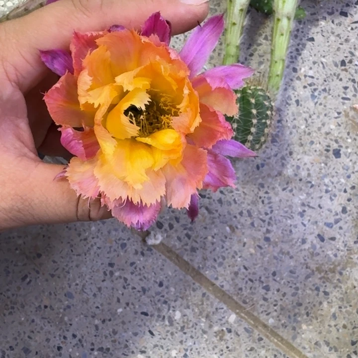 373彩草绣球歪无根侧牙3公分左右，20包邮