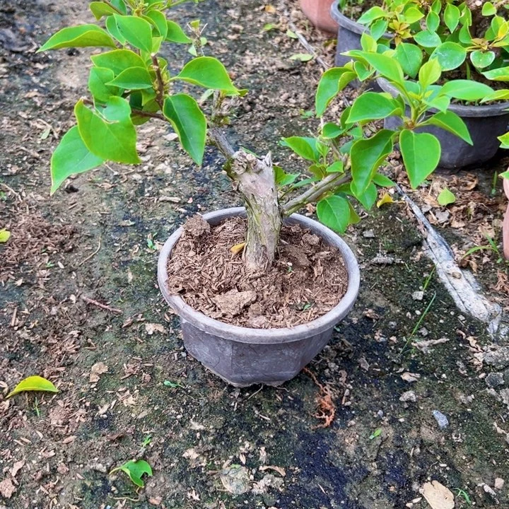 随***缘完全开放绿樱三角梅