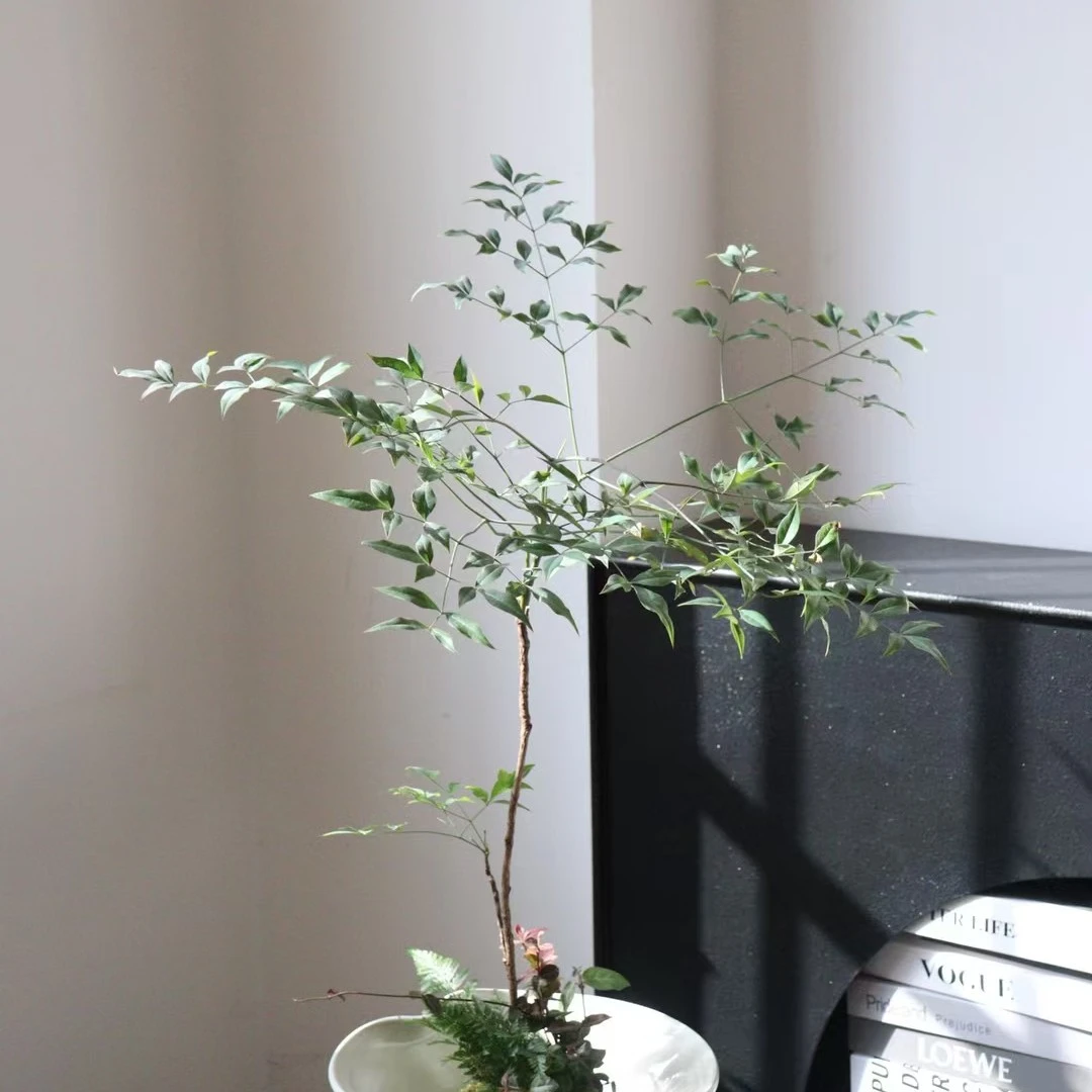 苔藓南天竹，适合中式风格