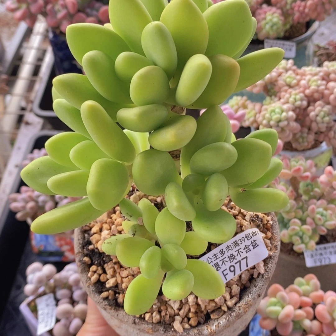 芒果奶金蝉11cm977多肉植物