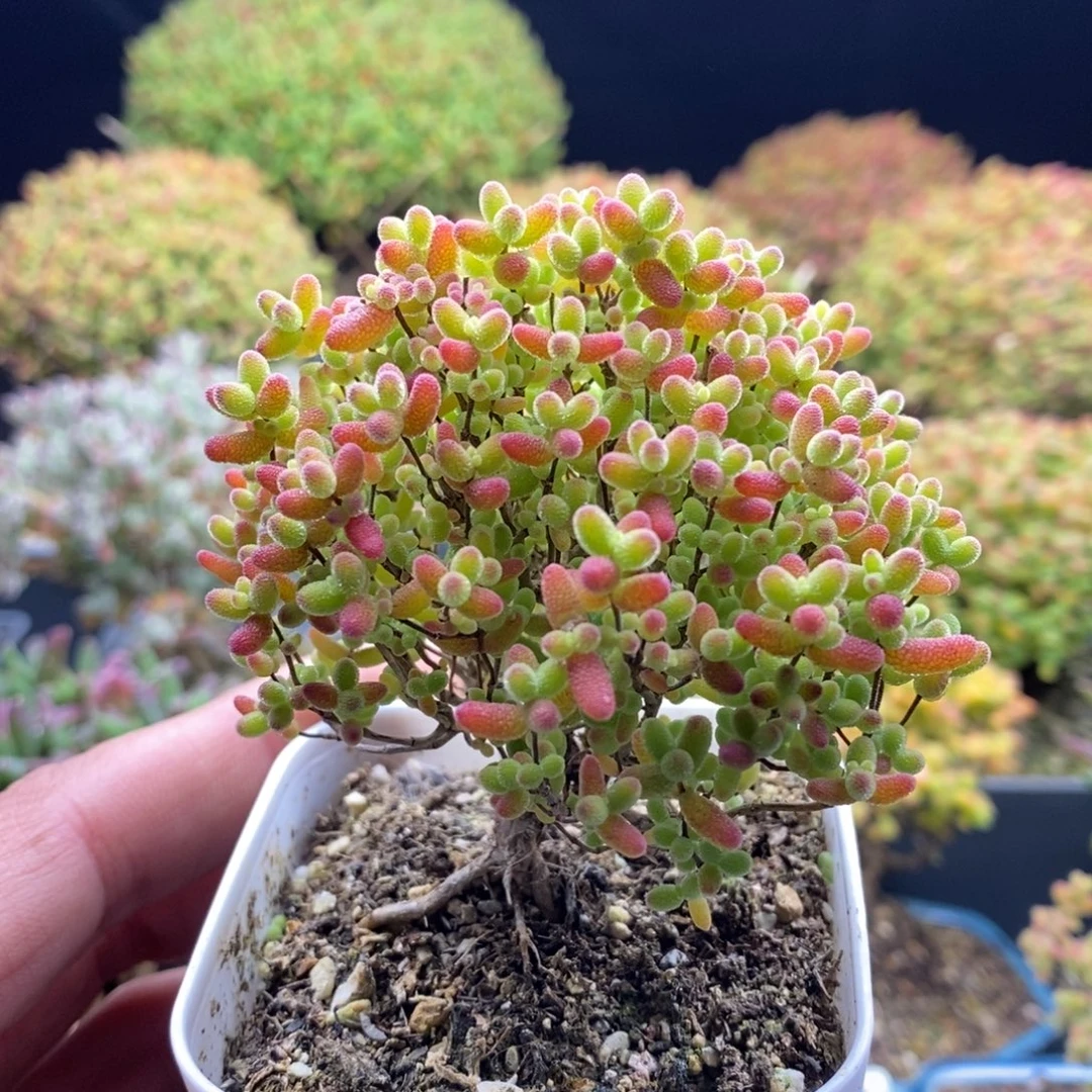 蜜橘糖球643。