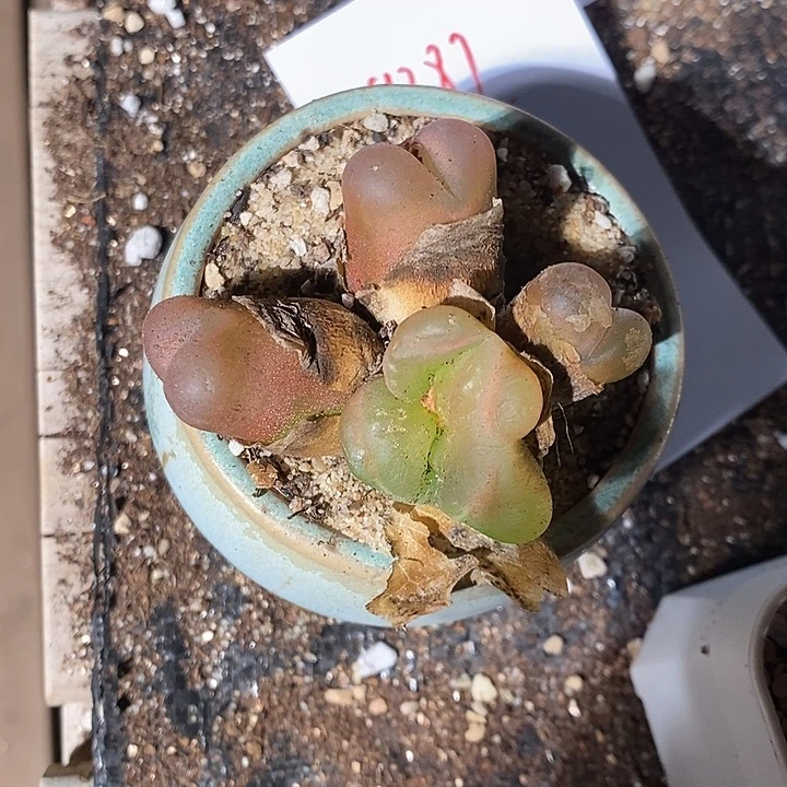 9387。      一群。           怪。