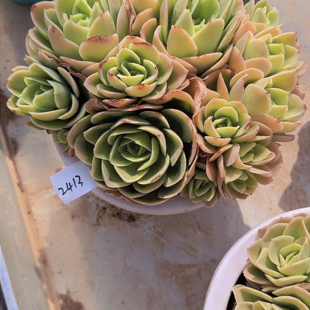 快***生2413星纳塔多肉植物