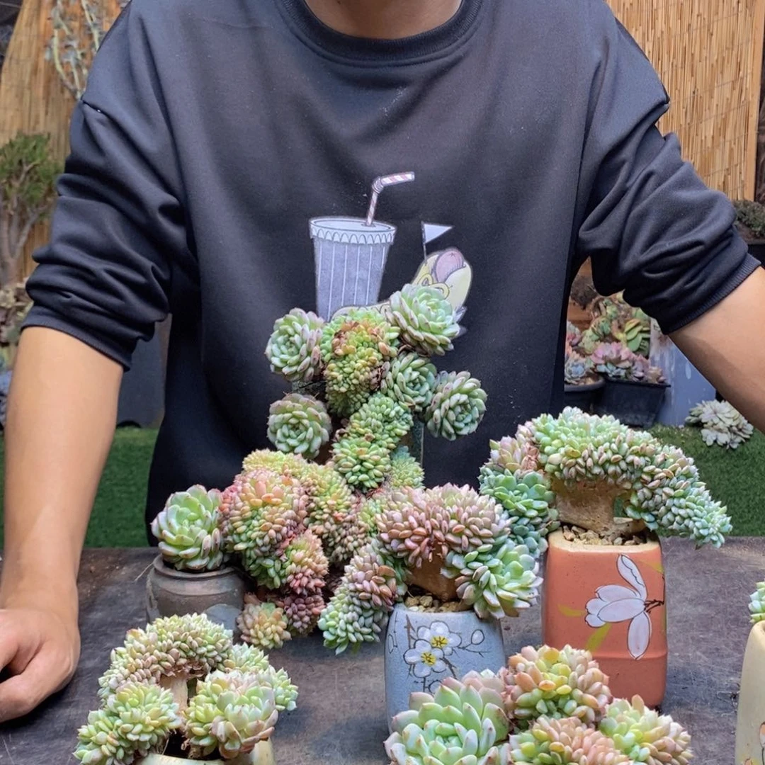 ٩****03 号白胖子多肉