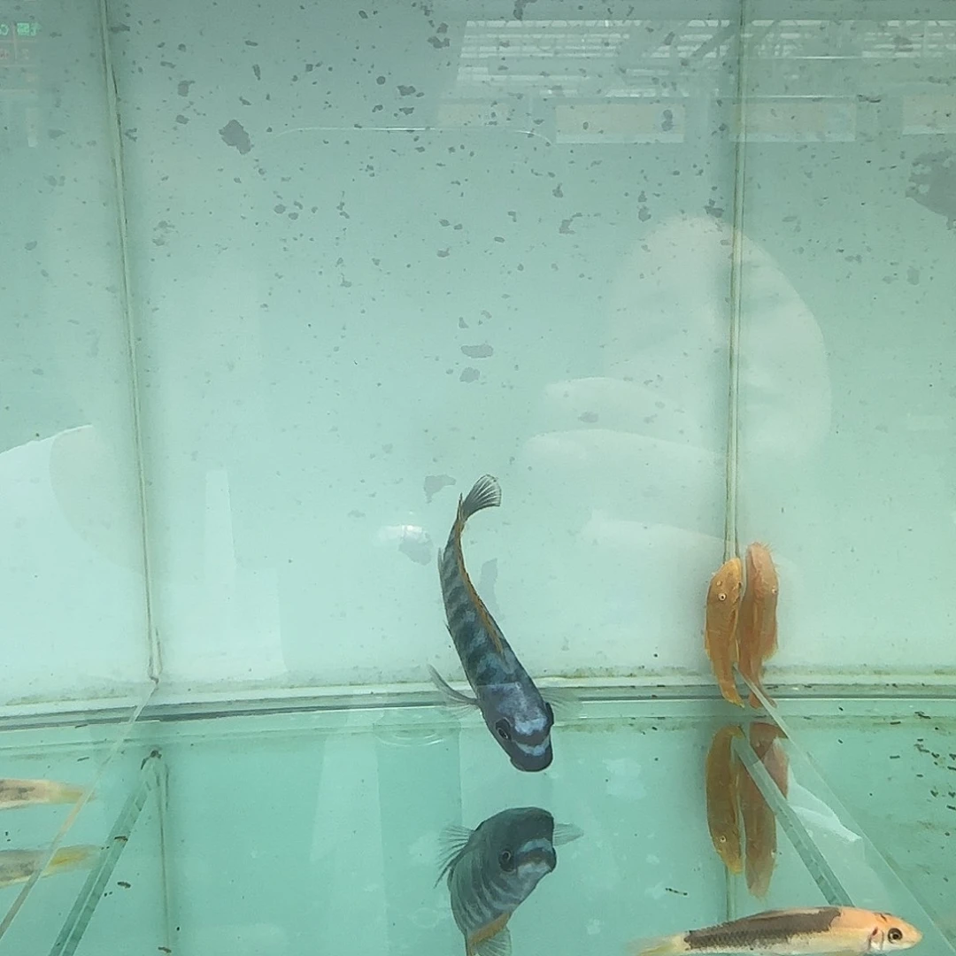 慈鲷G****d706号庆阳维奇