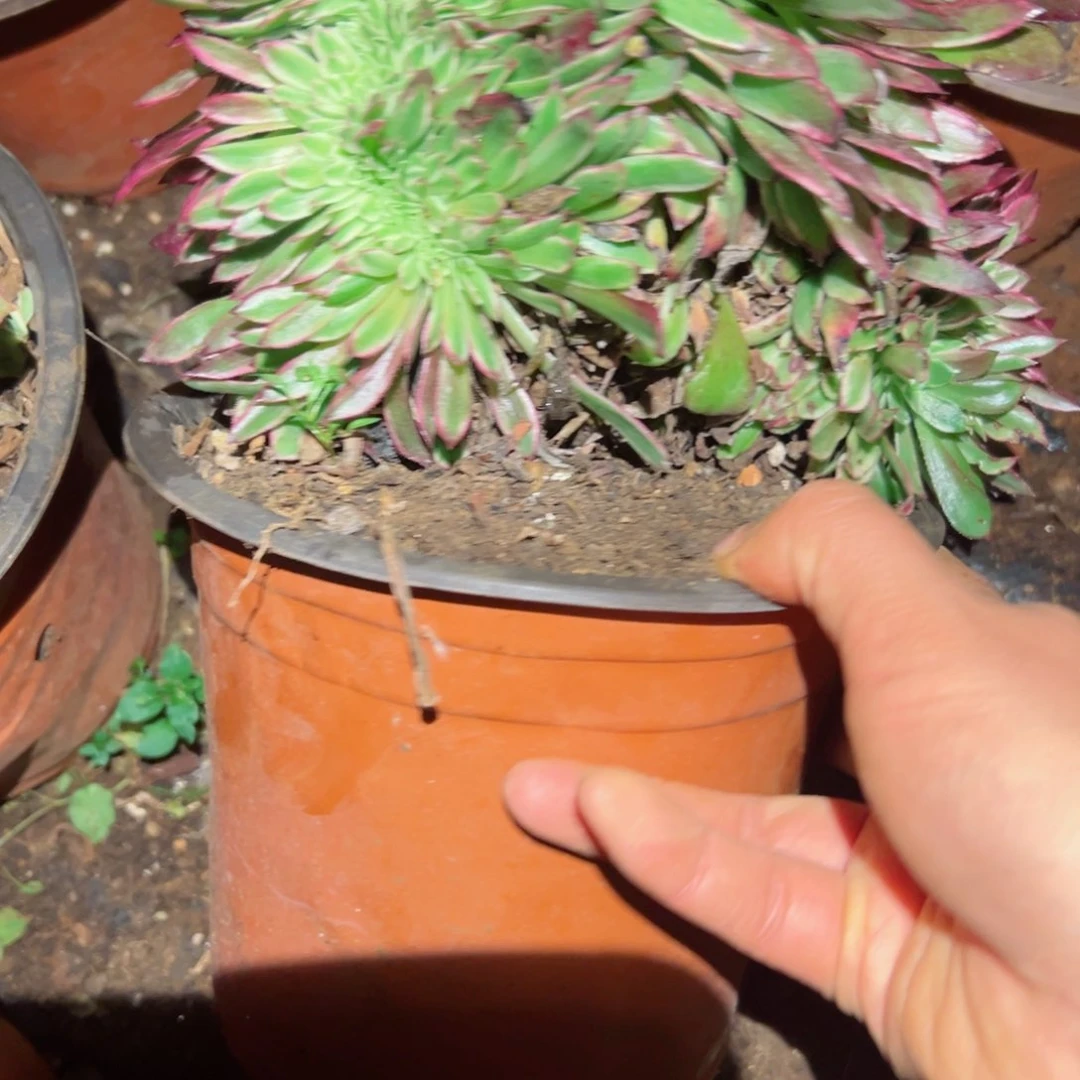 2181号多肉植物法师