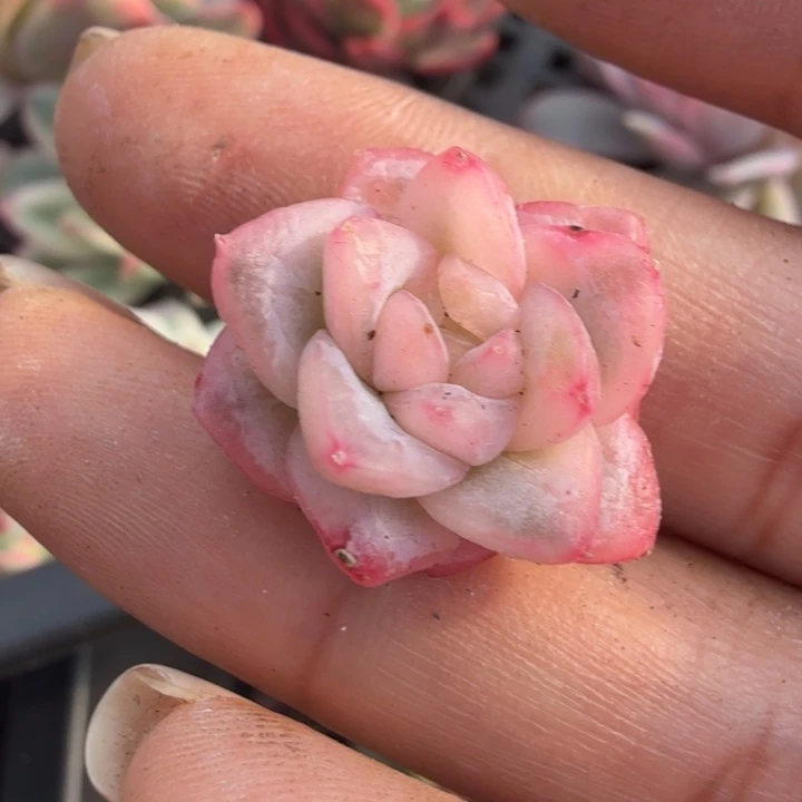 冰月亮锦 无根腹轮锦