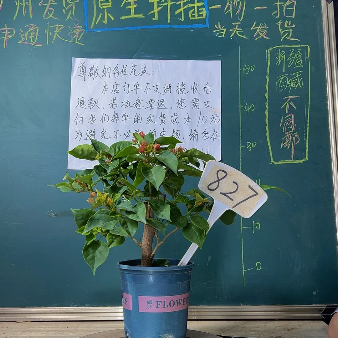 当前无花栽培后可以开花不甜西瓜 粗杆 827