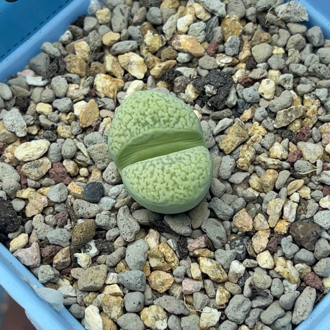 2543绿蛇纹一颗。