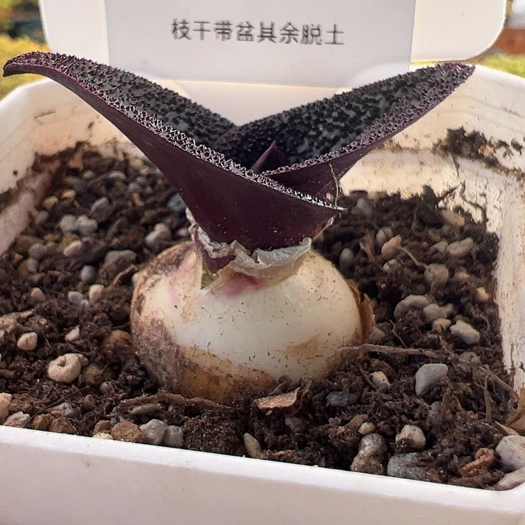 48号紫镜12.7多肉