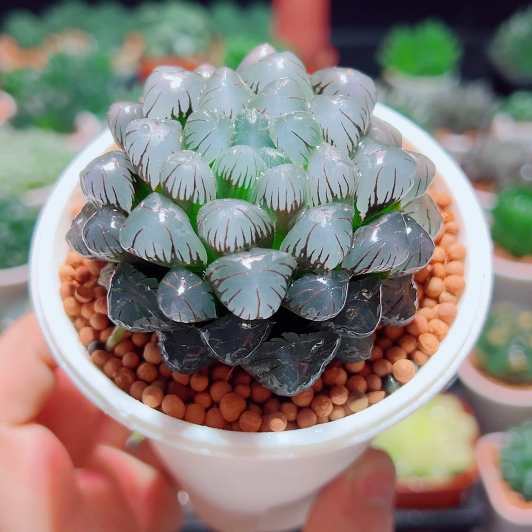 紫姬冰灯玉露多肉多肉