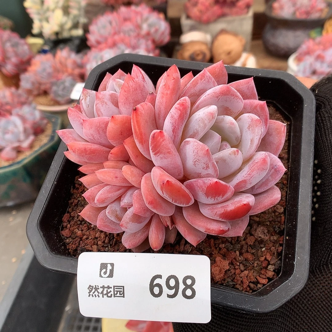 698雪天使多肉植物66