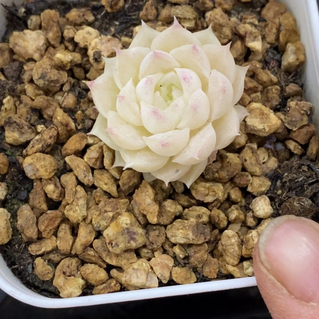 精品多肉一物拍不包整474