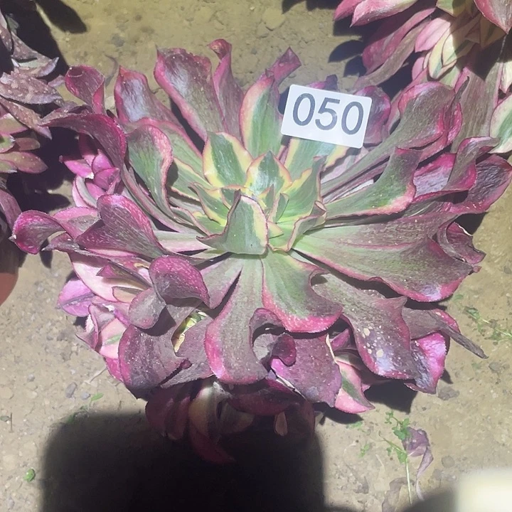 多肉植物法师50魅影