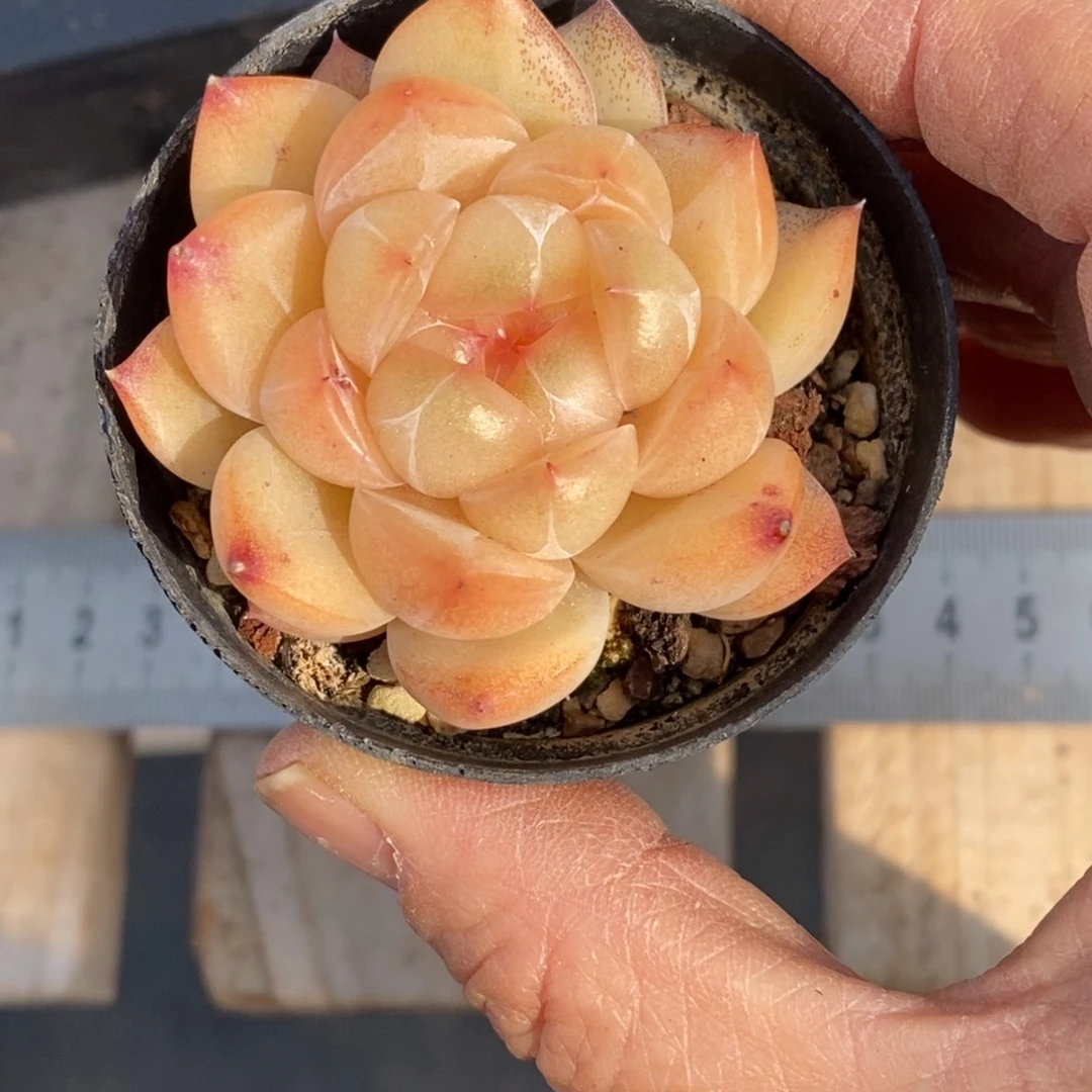 精品多肉一物一拍不包整330