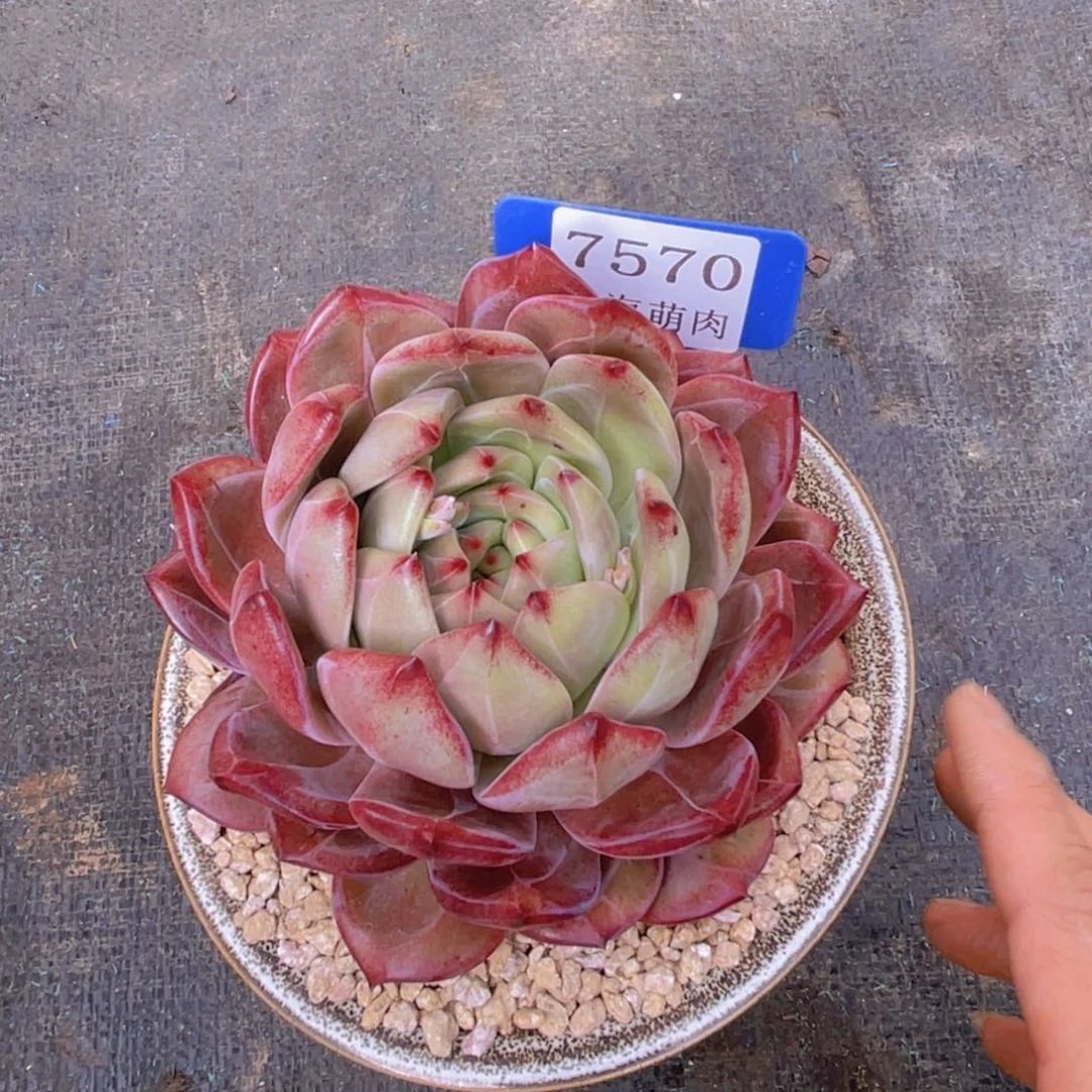 鑫***G夜摩霞7570多肉植物