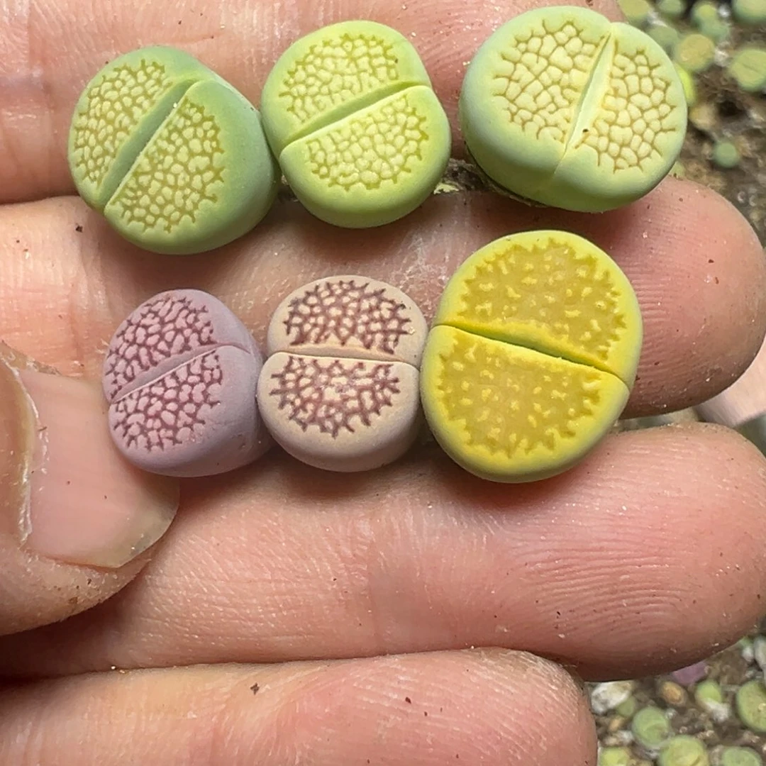 【闪购商品】 159。