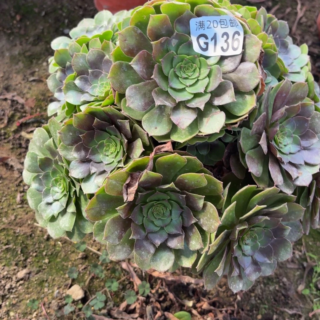 136多肉植物捧花的时候