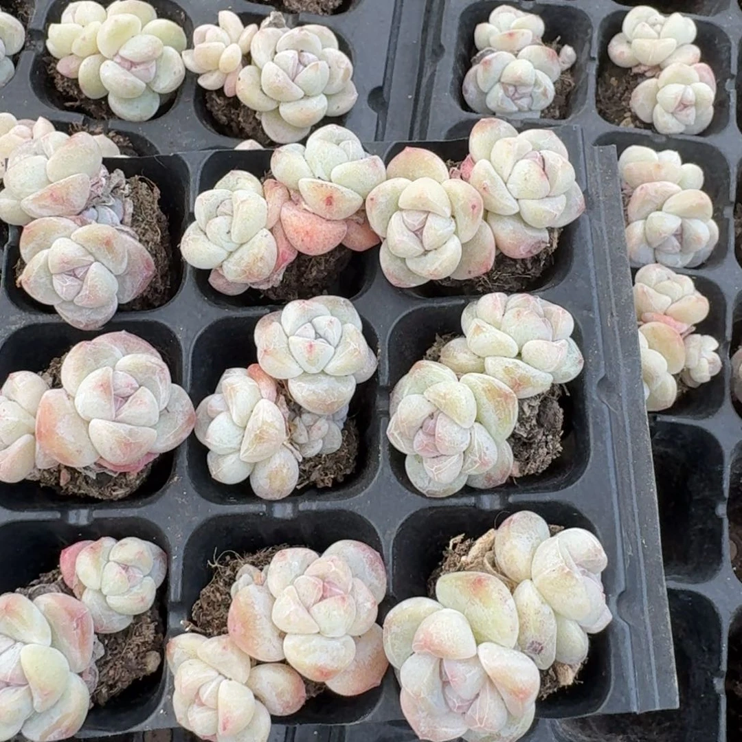 米*粒06号到手1框，江北多肉