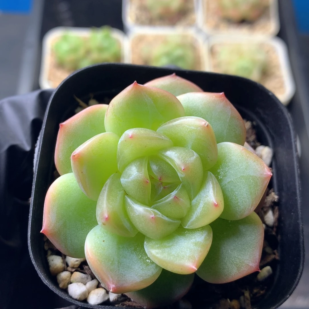 58包邮  群生不包整 91