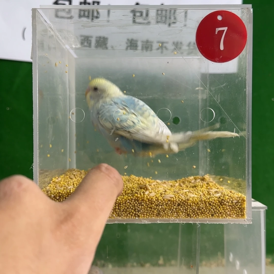 虎皮鹦鹉大头鹦鹉