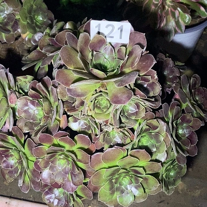荷兰玫瑰多肉121多肉不包断