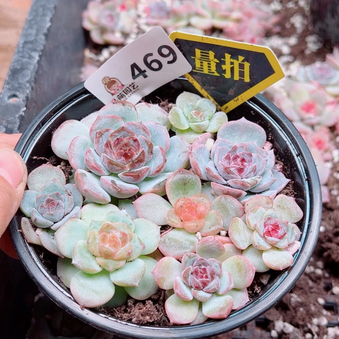 多肉植物多肉植物