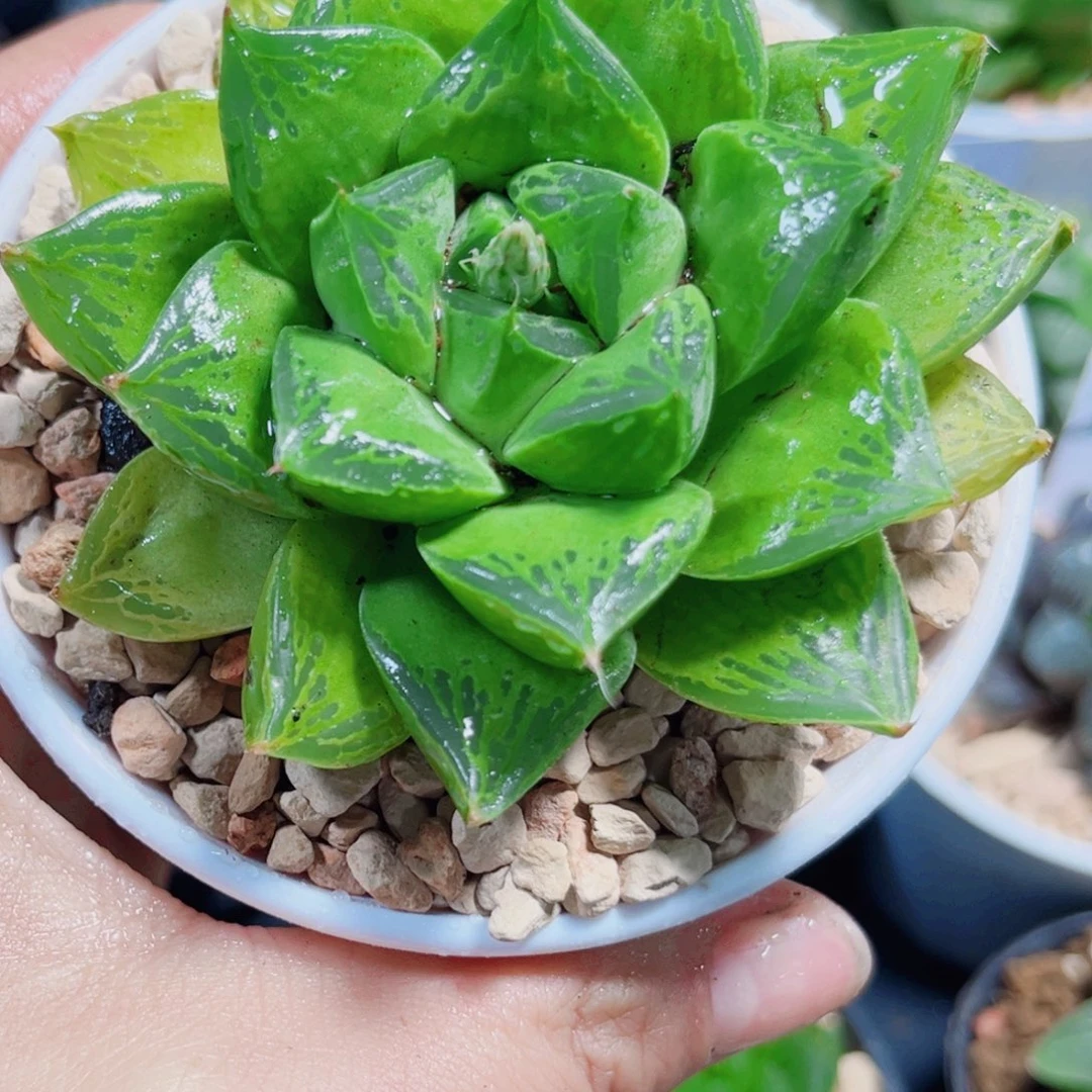 宝草多肉植物66666