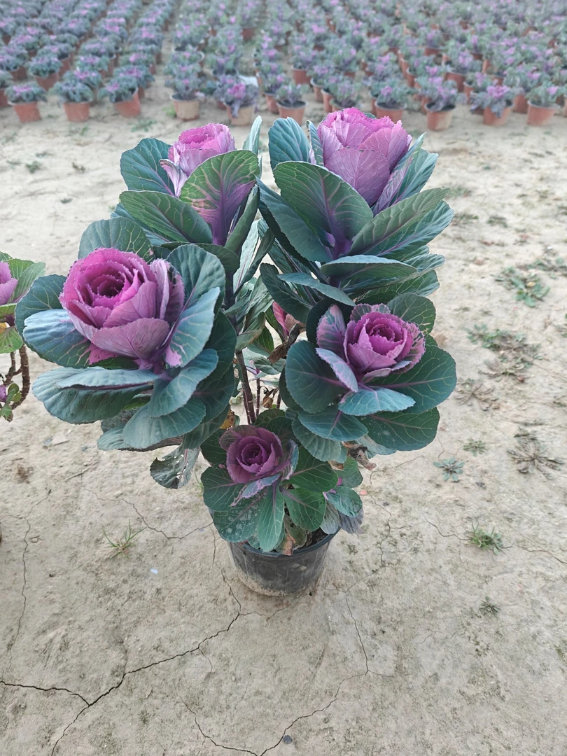 多头羽衣甘蓝盆栽两年老桩耐寒耐晒盆栽地栽易养好活