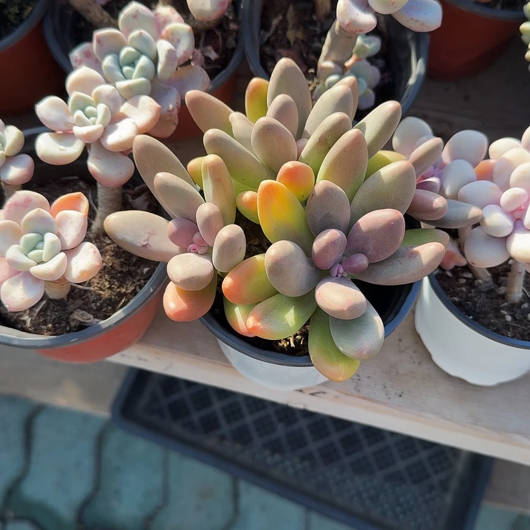 糖果美人多肉植物
