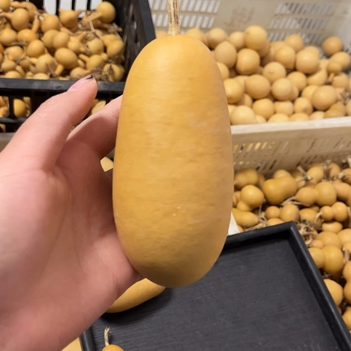 冬瓜漂亮厚皮响籽