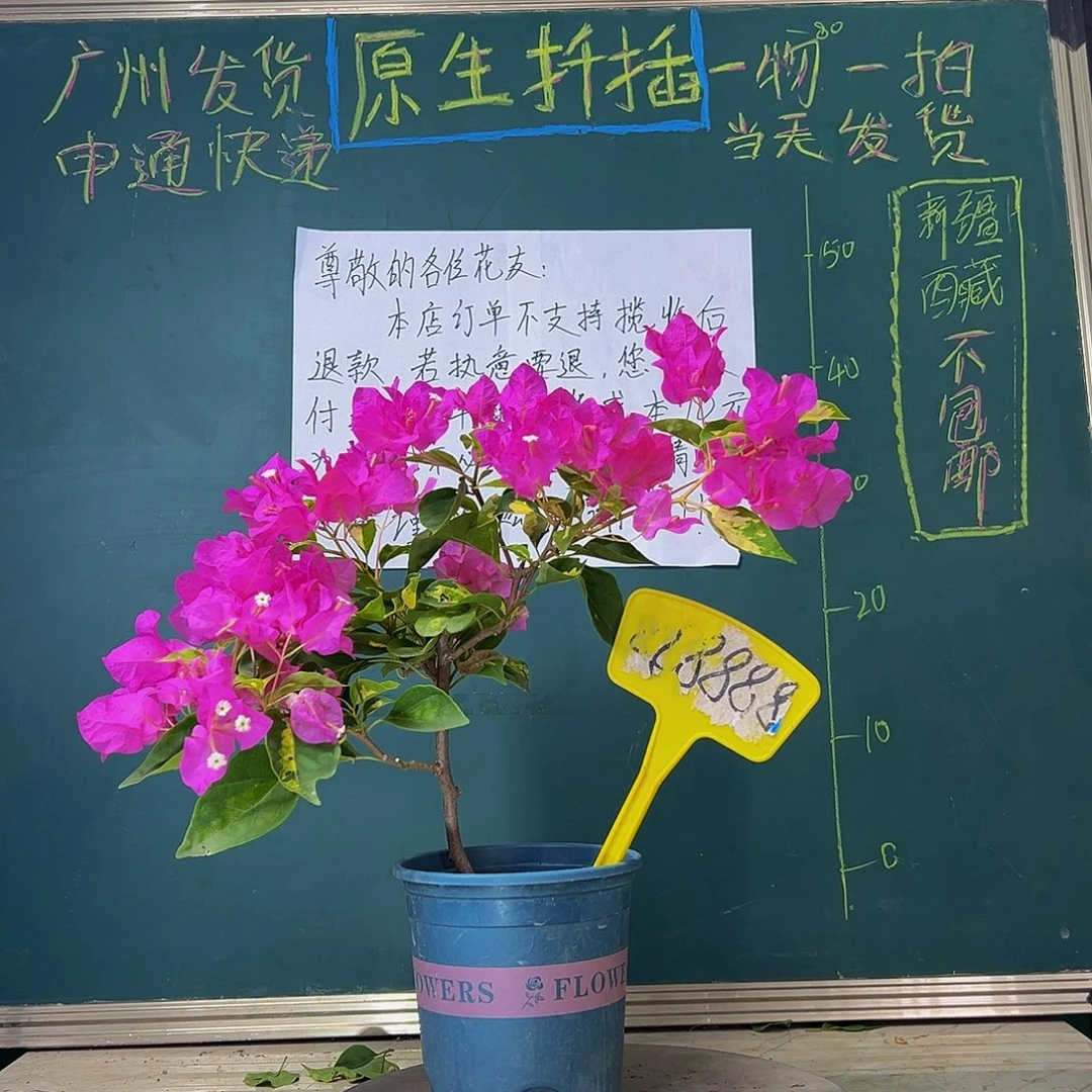 当前无花栽培后可以开花  金心双色  888888