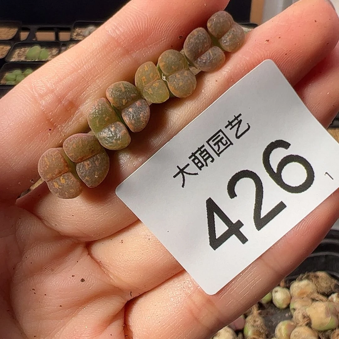 一物一拍           426
