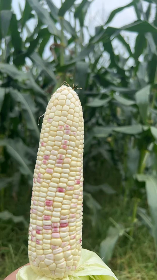 江西宜春本地农家自种玉米（不接受退货，介意勿拍）