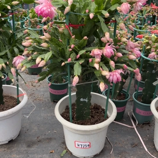 两层荷花蟹爪兰8973