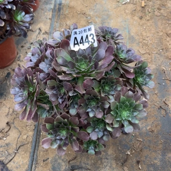 443荷兰玫瑰不包断枝