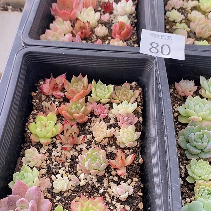 80 多肉植物盆栽花卉