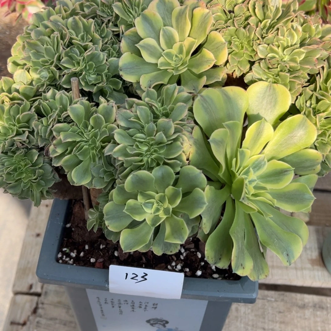 123四年老庄绿豆沙缀一个