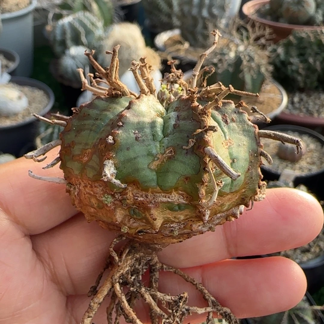 30锈斑 法立达111