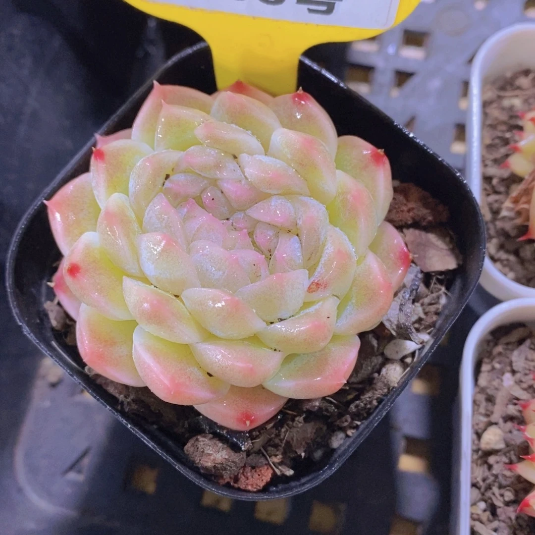 1038号 精品白桃缀化