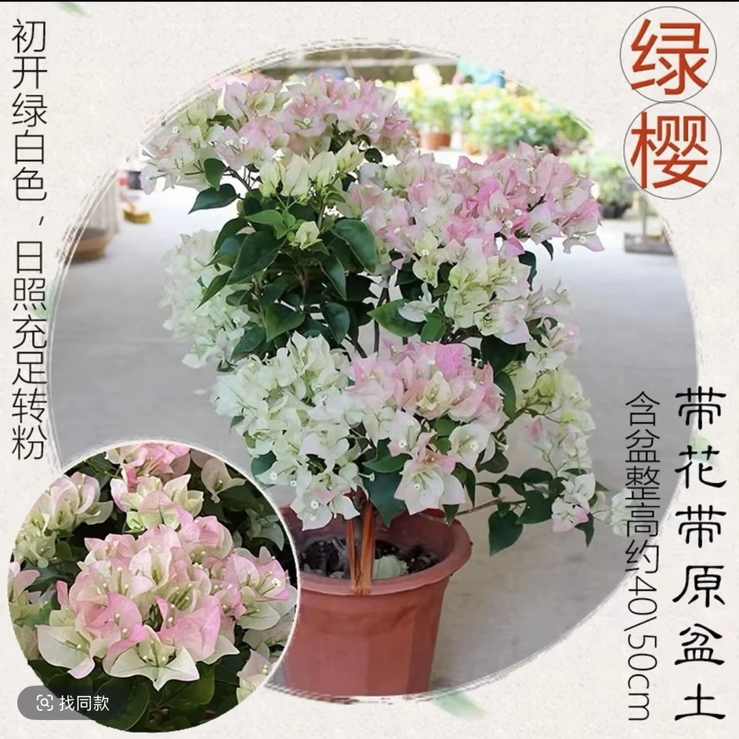 盆苗【绿樱】三角梅四季勤花好养易活运输轻微掉花正常现象L