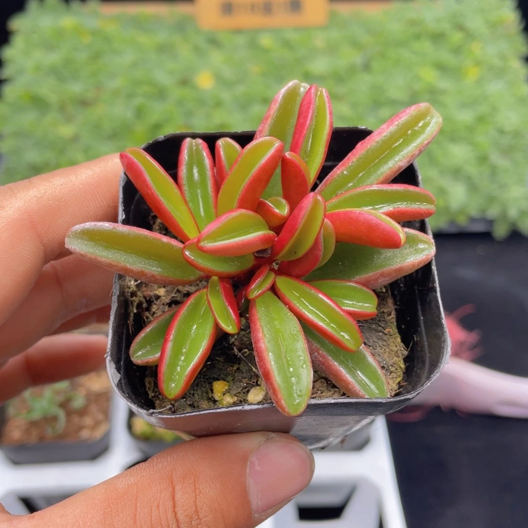 红背椒草多肉9.9包邮