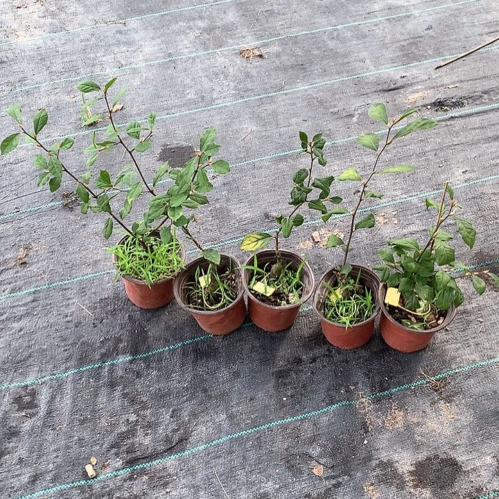 完全开放寿星嫁接苗32.8